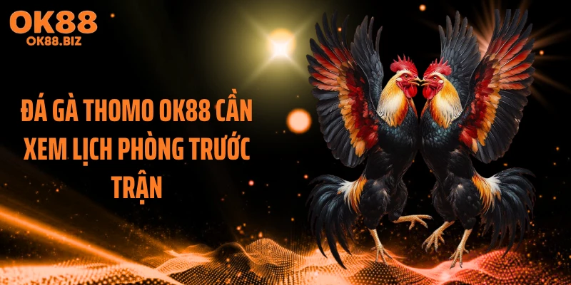 Đá gà thomo OK88 cần xem lịch phòng trước trận