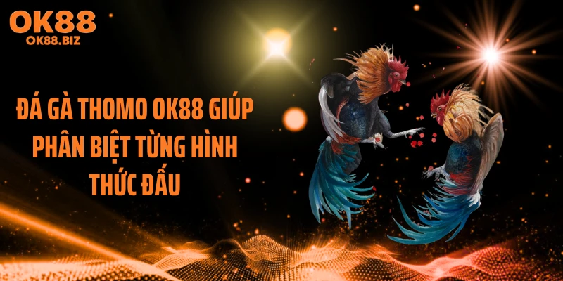 Đá gà thomo OK88 giúp phân biệt từng hình thức đấu